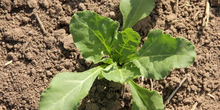 Dicas para manter o pH do solo ideal e promover o crescimento das plantas