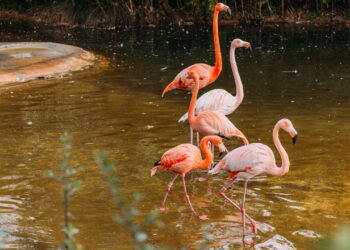 Por que os flamingos são cor-de-rosa?