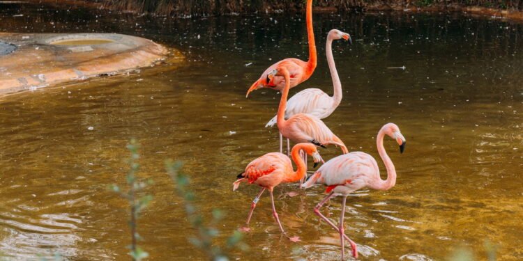 Por que os flamingos são cor-de-rosa?