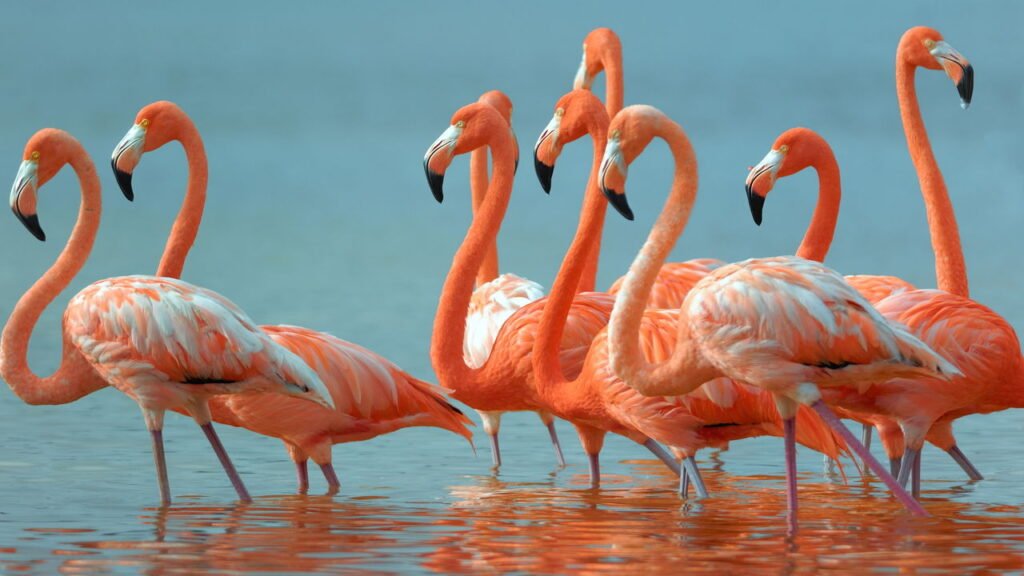 Por que os flamingos são cor-de-rosa?