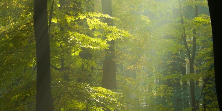 O fascinante ecossistema escondido sob a terra que poucos conhecem