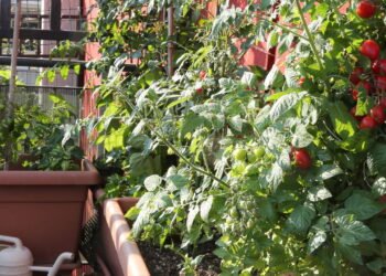 Veja como obter frutas saudáveis e saborosas em vasos