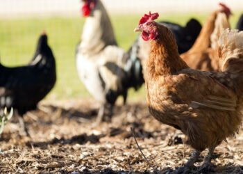 Cidades distribuem galinhas para evitar desperdício, entenda o caso