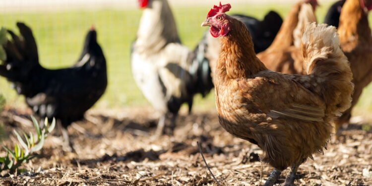 Cidades distribuem galinhas para evitar desperdício, entenda o caso