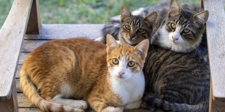 Os gatos mandam nesta cidade, entenda o caso