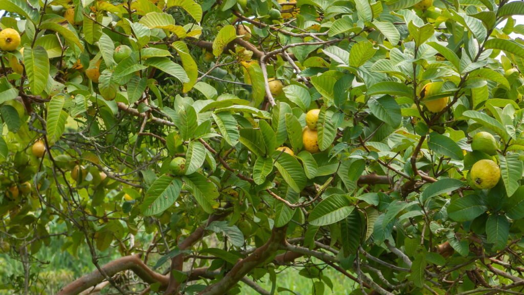 O que ninguém te conta sobre cultivar goiabeira no quintal