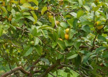 O que ninguém te conta sobre cultivar goiabeira no quintal