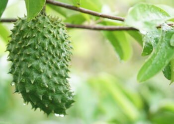 Como plantar graviola e acelerar a frutificação em menos tempo