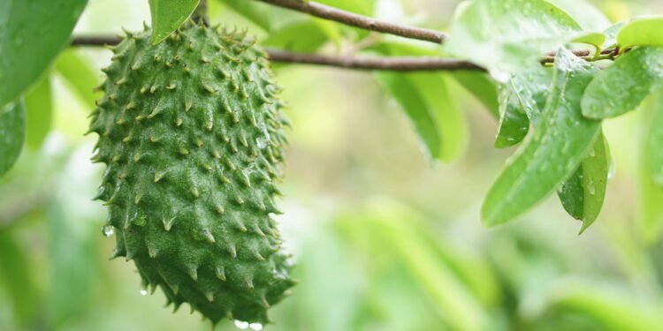 Como plantar graviola e acelerar a frutificação em menos tempo