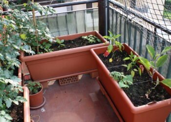 Quais as melhores ervas para cultivar em casa? Veja sugestões