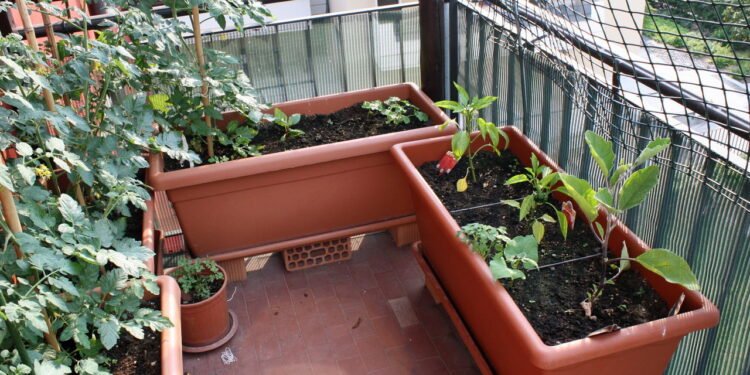 Quais as melhores ervas para cultivar em casa? Veja sugestões