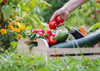 Essas são as melhores hortaliças para plantar em abril