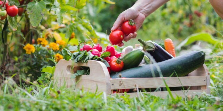 Essas são as melhores hortaliças para plantar em abril
