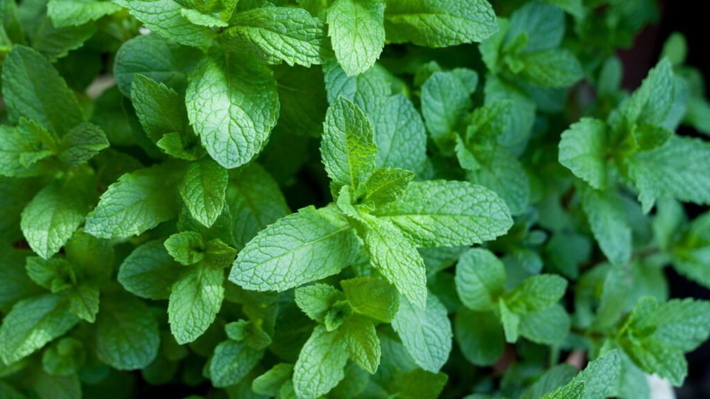 Quais as melhores ervas para cultivar em casa? Veja sugestões