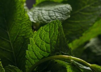 Como cultivar hortelã em casa de forma prática