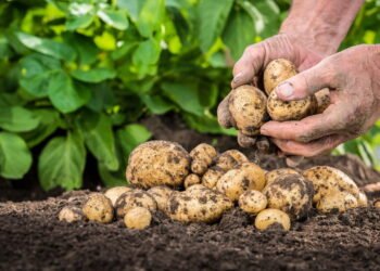 Como Plantar Batata em Vaso e Ter tubérculos o Ano Todo em casa