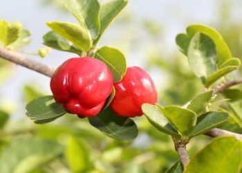 Como Fazer sua Acerola Crescer Melhor e Render Mais na Horta pra você aproveitar Créditos: depositphotos.com / dextorTh