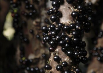Quer Ter Jabuticaba em Casa? Confira as Melhores Dicas de Cultivo! Créditos: depositphotos.com / sidneydealmeida