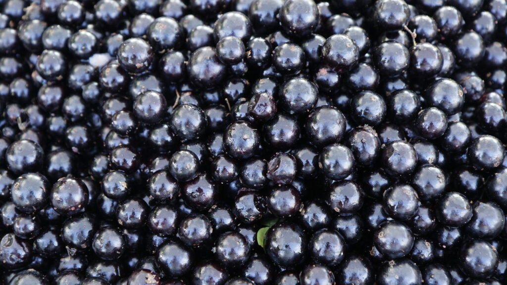 Jabuticaba Créditos: depositphotos.com / sidneydealmeida