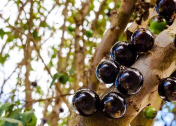 Cultive jabuticaba no seu quintal pequeno com essas dicas