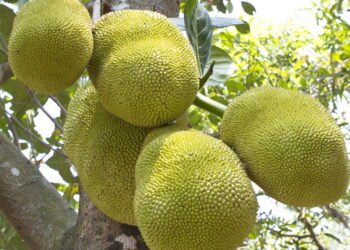 Como plantar jaca com dicas simples e práticas