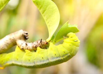 Como identificar e prevenir danos causados por lagartas nas plantas