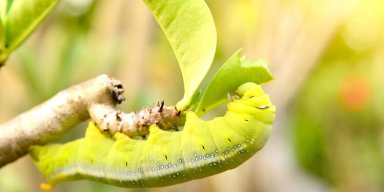 Lagarta no jardim - Créditos: depositphotos.com / krisana_antharith.hotmail.com