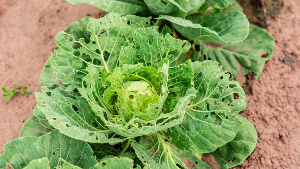 Identifique lagartas no jardim e proteja suas hortaliças