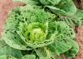 Identifique lagartas no jardim e proteja suas hortaliças