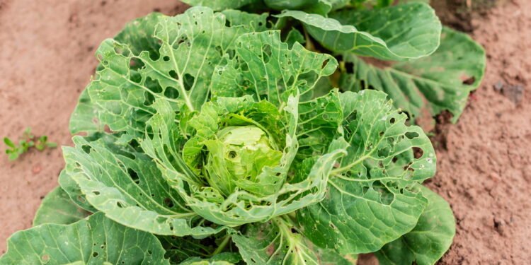 Identifique lagartas no jardim e proteja suas hortaliças