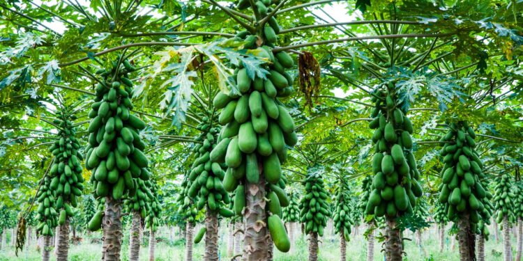 Plantar mamão em casa: Aproveite todos os seus benefícios Créditos: depositphotos.com / somsak