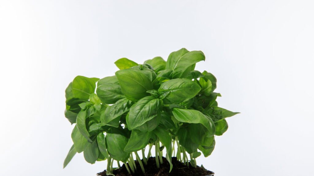 Como plantar manjericão em casa e ter folhas frescas sempre