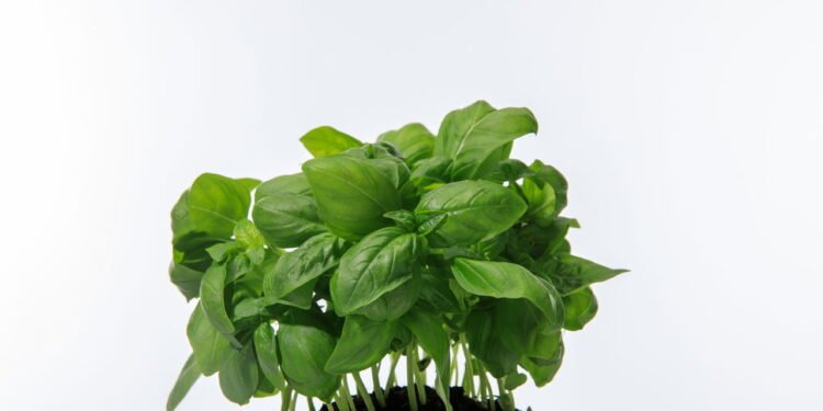 Como plantar manjericão em casa e ter folhas frescas sempre