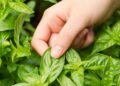 Como plantar manjericão em casa e ter folhas frescas sempre