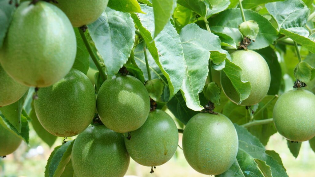 Como cultivar maracujá de forma prática