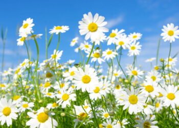 Cultivo de margaridas: dicas simples para manter flores vibrantes e saudáveis