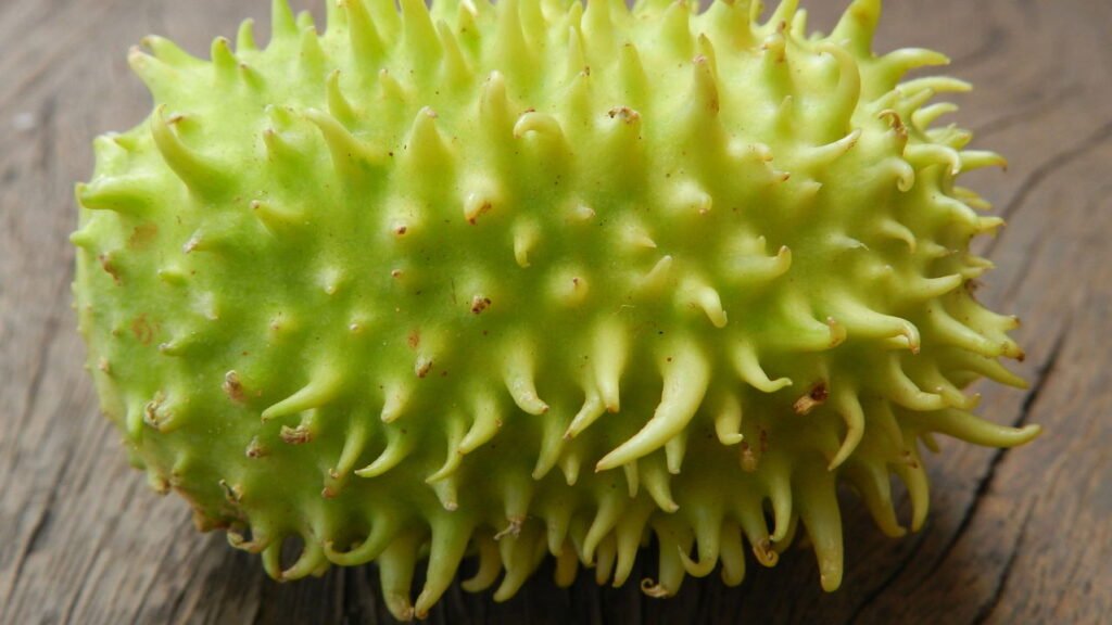 Passo a passo para cultivar maxixe com sucesso e evitar problemas comuns