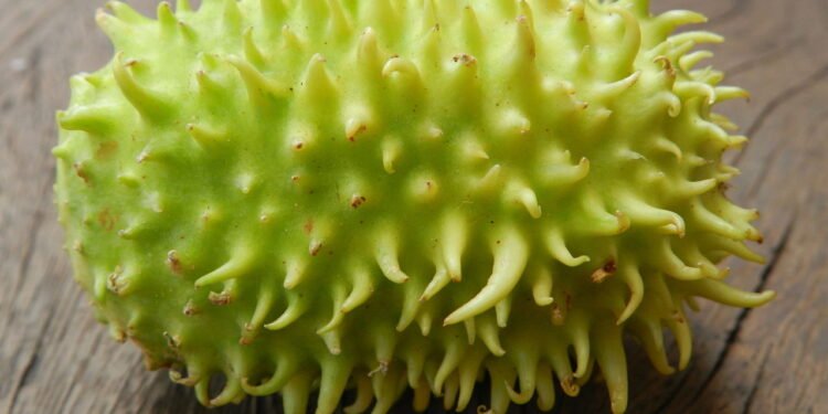 Passo a passo para cultivar maxixe com sucesso e evitar problemas comuns