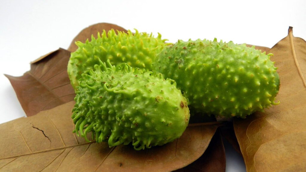 Passo a passo para cultivar maxixe com sucesso e evitar problemas comuns