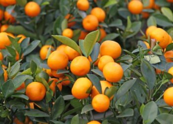 Colha mexericas fresquinhas no seu quintal com essas dicas simples