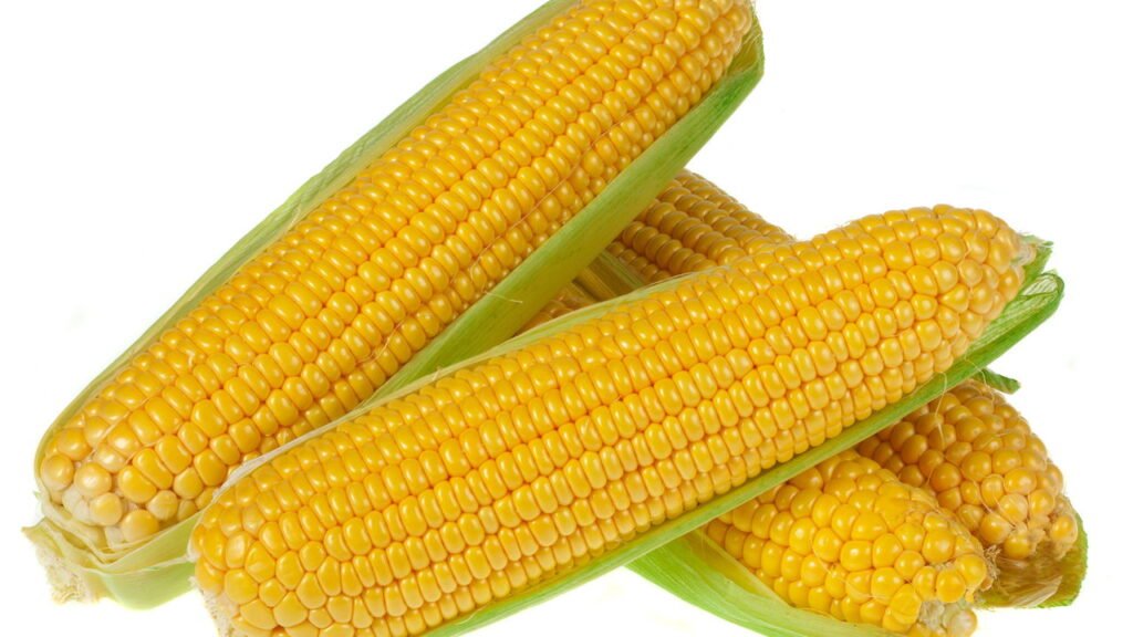 O Milho e Seus Segredos: Da Roça à Revolução Global