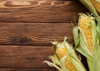 O Milho e Seus Segredos: Da Roça à Revolução Global