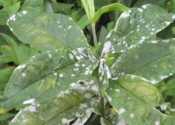 Erros comuns ao combater o mofo nas plantas e como corrigi-los