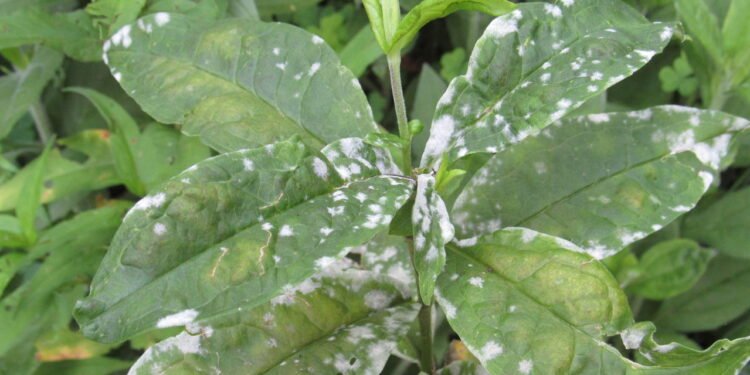 Erros comuns ao combater o mofo nas plantas e como corrigi-los