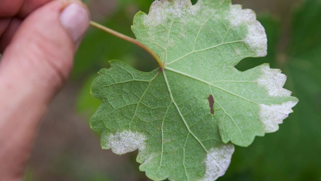 Dicas para proteger suas plantas do mofo e manter o jardim saudável