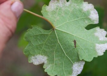 Erros comuns ao combater o mofo nas plantas e como corrigi-los