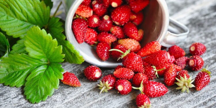 O Encanto dos Morangos Silvestres