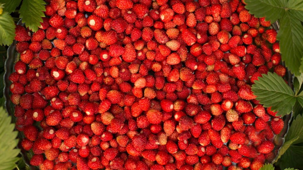 O Encanto dos Morangos Silvestres