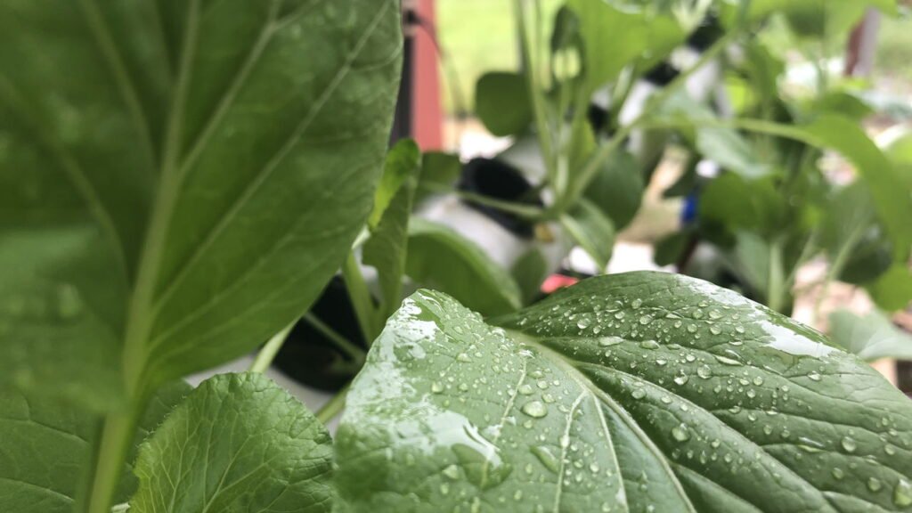 Veja os benefícios da mostarda para a saúde e por que incluir na sua dieta