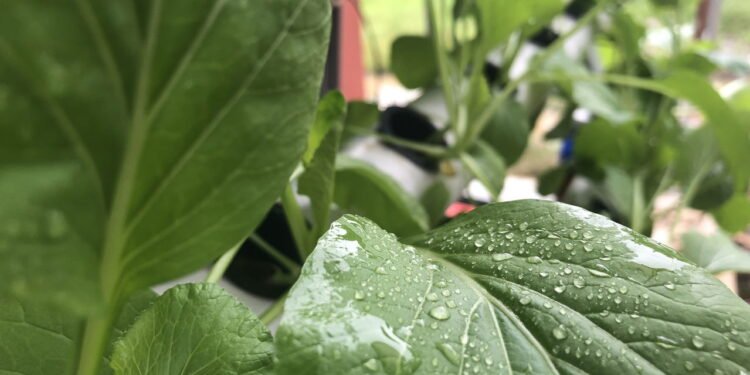 Veja os benefícios da mostarda para a saúde e por que incluir na sua dieta